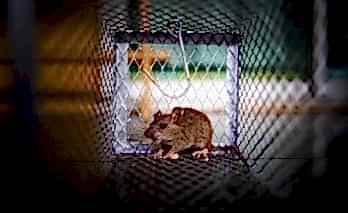 Fare ile Mücadele Yöntemleri