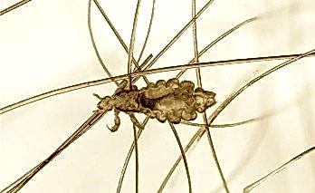 Evde Bit Nasıl Temizlenir?