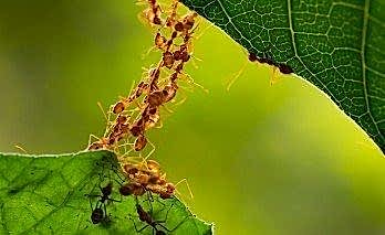 Karınca İle Nasıl Mücadele Ederim?