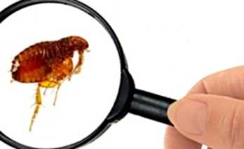 Pire İlaçlama, Pire Isırması ve Pireler Hakkında Bilmeniz Gerekenler