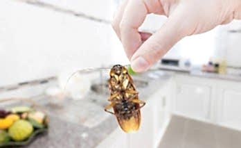 Hamam Böceklerinden Nasıl Kurtulurum?