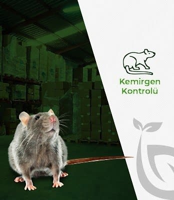 Kemirgen Kontrolü